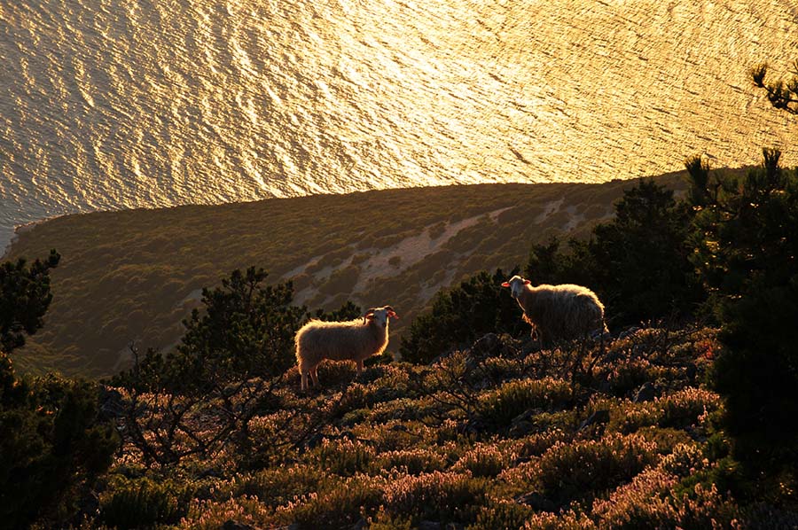 Schafe, Lošinj, Kroatien 2010.